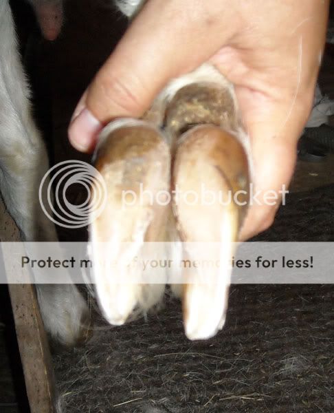 fixing hoof problem, under run heel. | The Goat Spot Forum