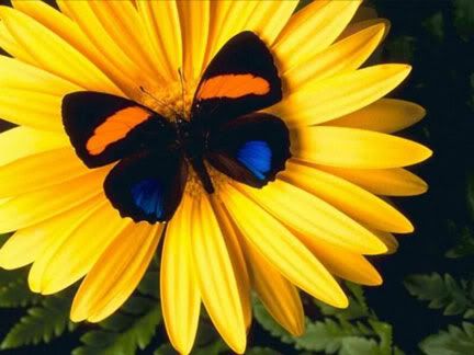 https://i103.photobucket.com/albums/m134/beprasmybea/butterflyonflower.jpg