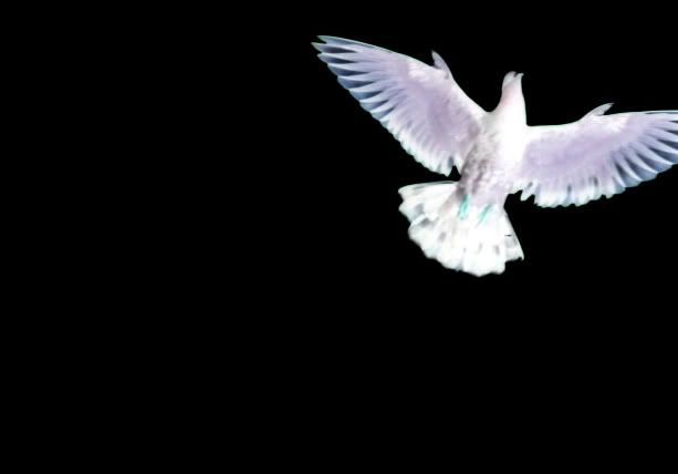 https://i103.photobucket.com/albums/m134/beprasmybea/i_pigeon.jpg