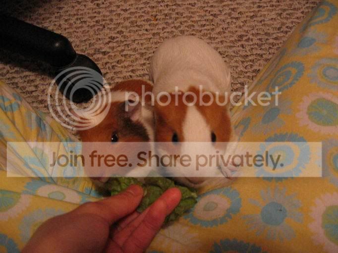 ResizeofIMG_1483.jpg
