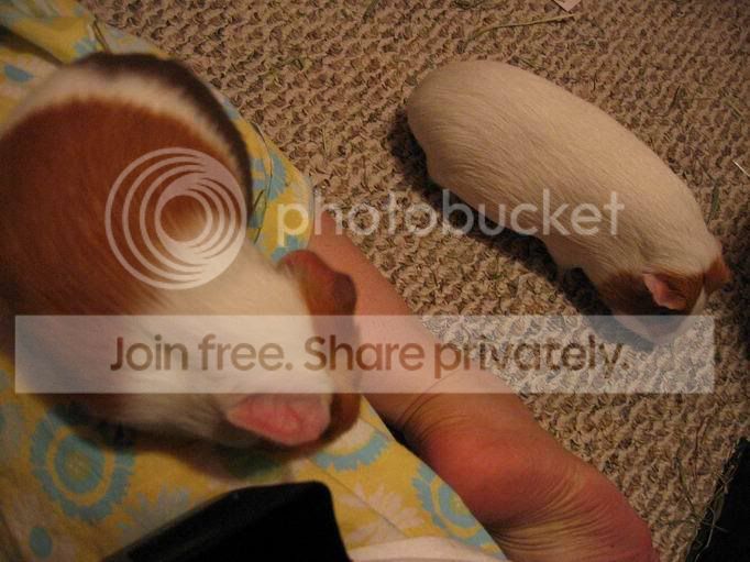 ResizeofIMG_1488.jpg