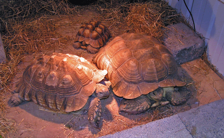 sulcata growth, pics, housing- info please | Reptile Forums